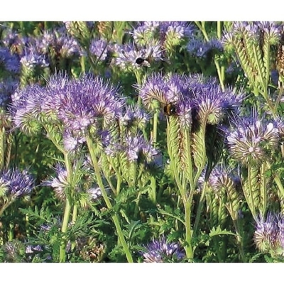 FACELIA na poplon nasiona roślina miododajna 1kg